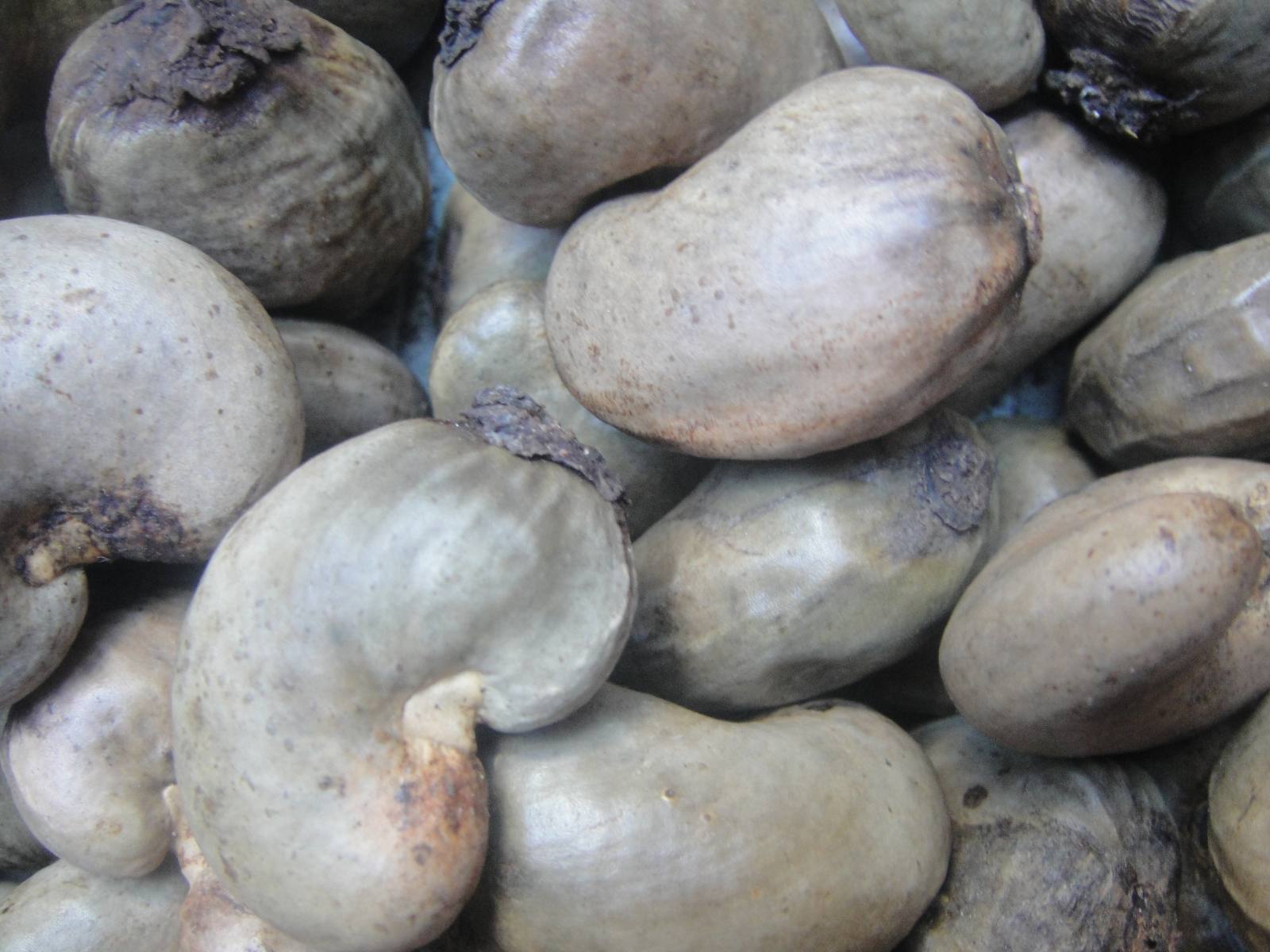 Raw Cashew Kernels
