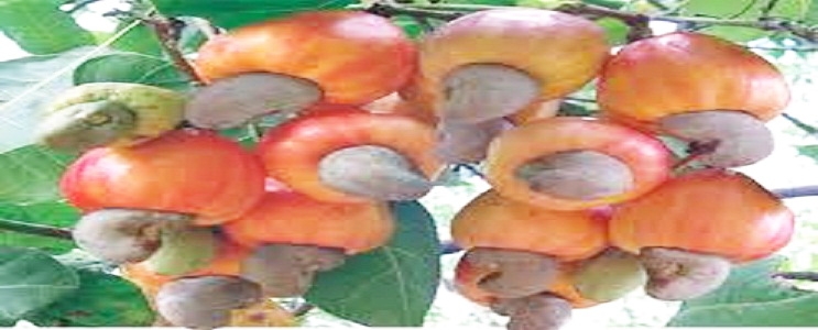 Banch of Cashews